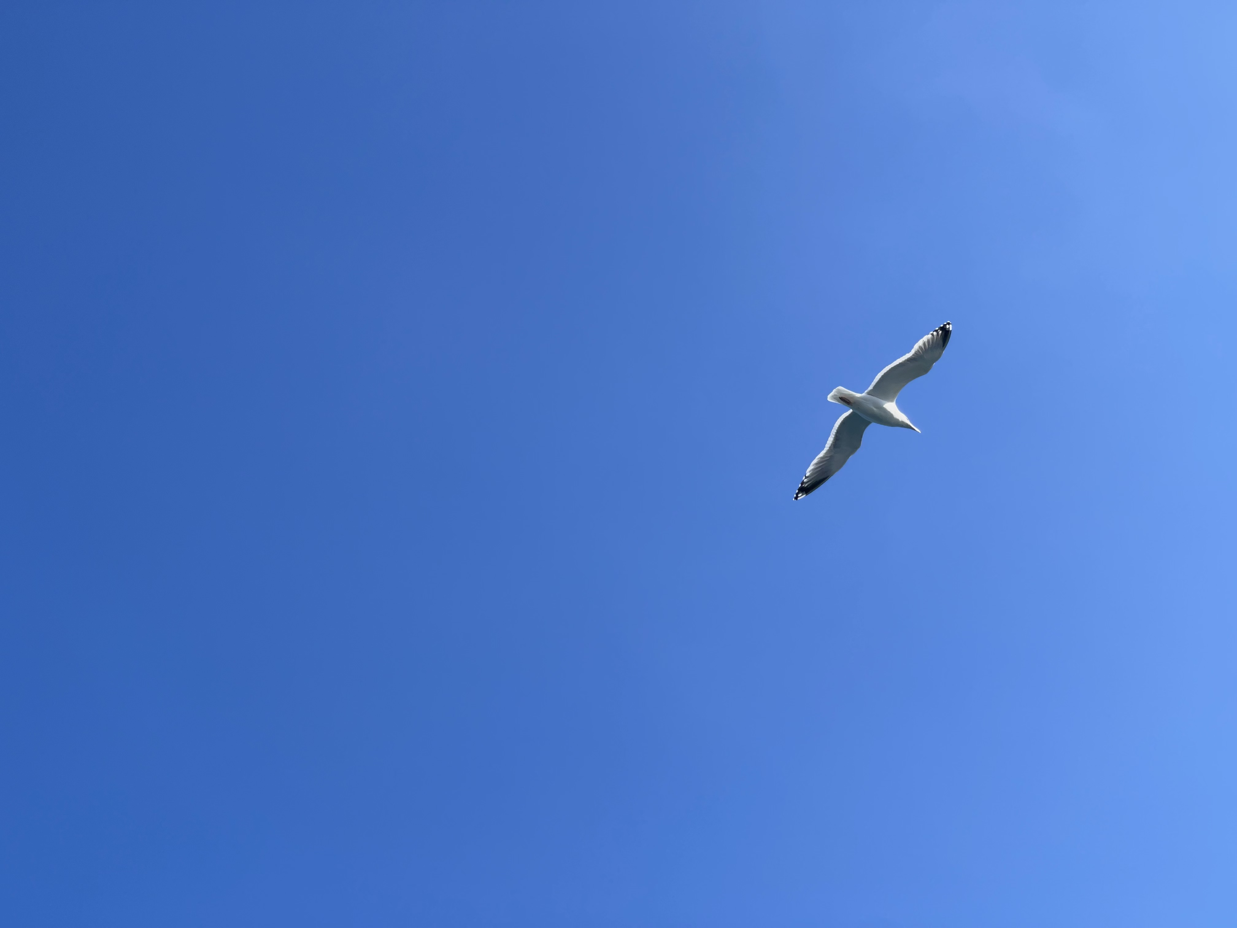 カモメが飛んだ