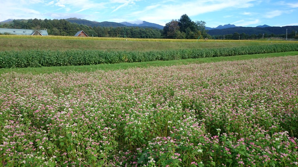 蓼科の蕎麦の紅い花