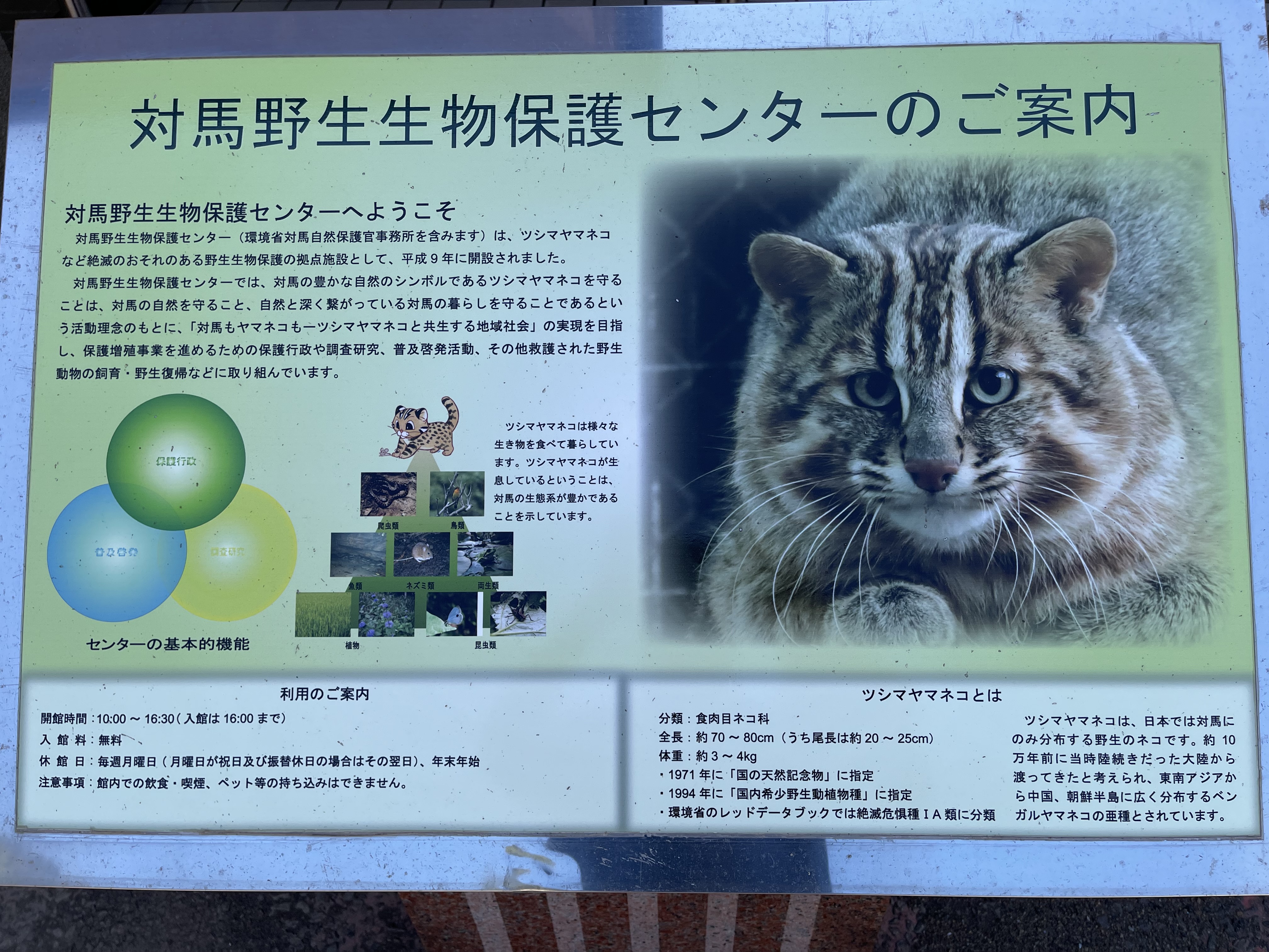 大陸と朝鮮半島で繋がっていた30万年前に対馬に辿り着いた。