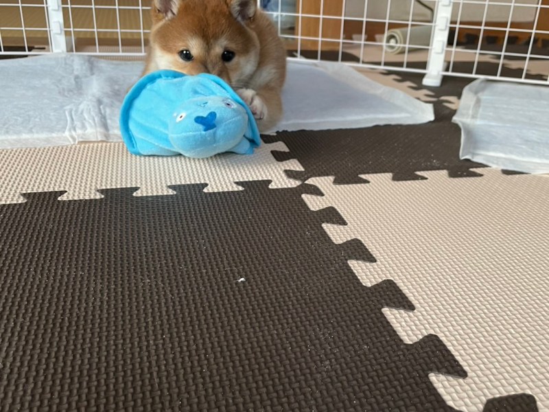 🐕の瞳にこめられた想い