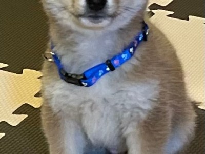 我が家に🐕”JOY”がやって来た